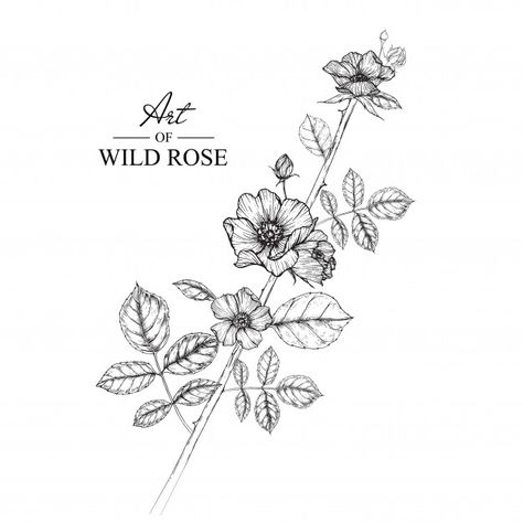 Wild Rose Tattoo Black, Prairie Rose Tattoo, Rose Tattoo Leg, Drawings Vintage, Wild Rose Tattoo, Mehndi Flower, Wildflower Drawing, Prairie Rose, Apple Flowers