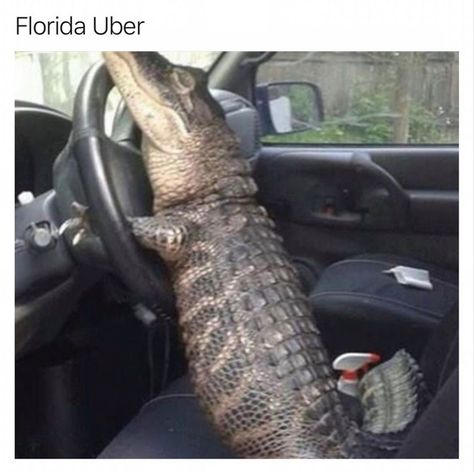 Funniest Animals, Florida Woman, Desain Editorial, Cute Reptiles, Smarty Pants, 10 Funniest, Funny Animal Quotes, Pretty Animals, Silly Animals