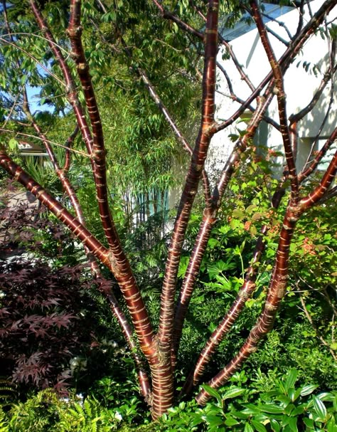 Prunus serrula Trees For Small Gardens, Small Trees For Garden, Flowering Cherry Tree, Small White Flowers, Ornamental Trees, Birch Bark, Deciduous Trees, Garden Trees, Cherry Tree