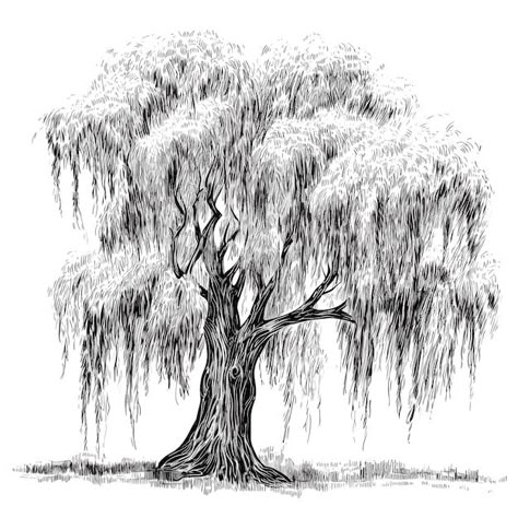 Weeping Willow Tree Sketch, Weeping Willow Tree Drawing, Willow Tree Sketch, Willow Tree Illustration, Weeping Willow Tree Tattoo, Willow Tree Drawing, Trees Art Drawing, Weeping Willow Tattoo, Willow Tree Tattoos