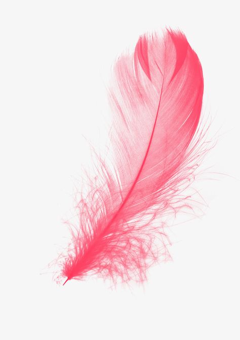 Flamingo Feather, Feather Png, Png Material, Feminine Colors, Flamingo Art Print, Feather Drawing, Feather Wallpaper, Watercolor Feather, Flamingo Art