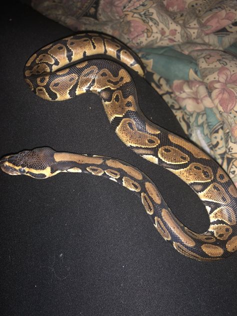 Cute Pet Snake, Snake As Pet, Cute Ball Python Snakes, Pet Snake Aesthetic, Big Pet Snake, Snake Pet, Snake Terrarium, Pet Pictures, Ball Python Morphs