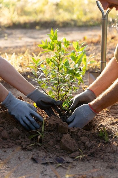 People planting tree on the countryside | Free Photo #Freepik #freephoto #reforestation #planting #tree-planting #tree-people Vision Statement, Pallet Designs, Tree Photography, Vector Photo, Free Photo, Trees To Plant, Free Photos, Planting, Stock Photos