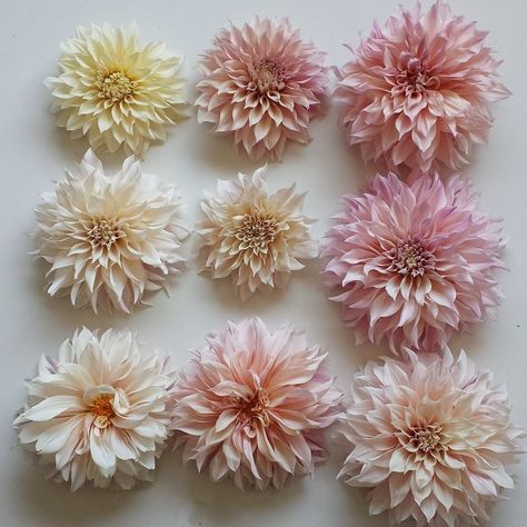 Light pink dahlias: June - November $$$ Cafe Au Lait Dahlias Bouquet, Pastel Dahlias, Cafe Au Lait Dahlia Bouquet, Dalia Flower, Pink Dahlias, Dahlia Bouquet, Outdoor Flowers, Design Seeds, 2024 Wedding