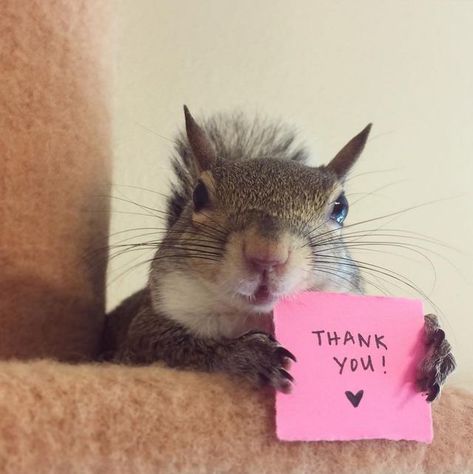 I guess it had to be said , they are so good mannered and thankful.  Love them lots. Funny Squirrel Pictures, Squirrel Pictures, Squirrel Art, Squirrel Funny, Cute Squirrel, A Squirrel, Baby Squirrel, Sweet Animals, Funny Animal Pictures