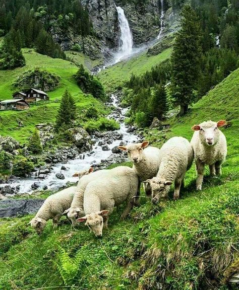 Sheep grazing above a stream on a hillside pasture in Romania. Sheep Art, Sheep Farm, Sheep And Lamb, The Good Shepherd, Country Life, Farm Life, Happy Sunday, Animal Kingdom, Beautiful Landscapes