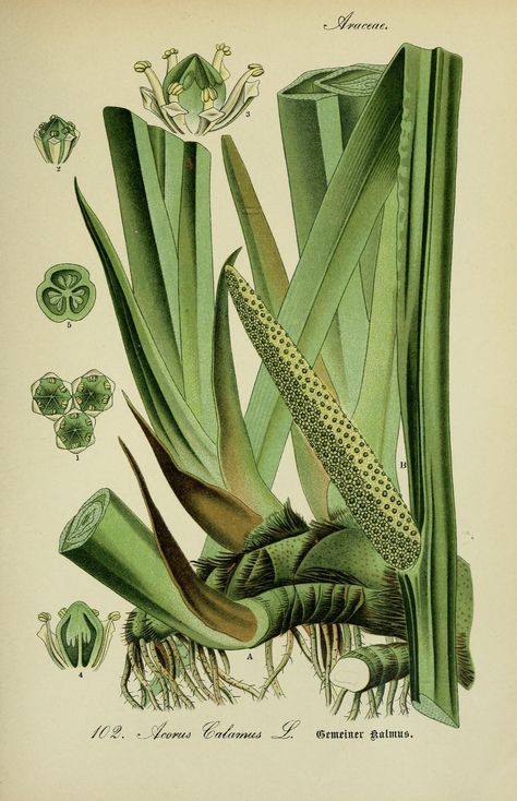 Acorus Calamus, Botanical Plates, Illustration Botanique, Literature Art, Old Book, Botanical Drawings, Herbal Medicine, Wall Art Painting, Natural History