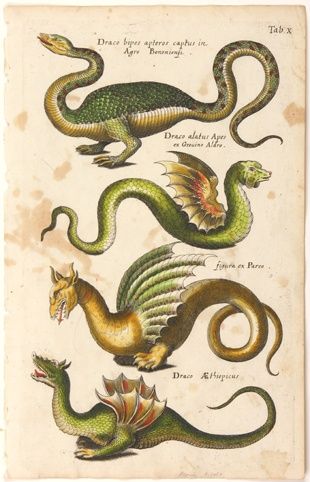 Medieval Bestiary Illustrations, Four Dragons, Dragon Medieval, Fish Prints, Medieval Drawings, Medieval Dragon, Medieval Artwork, Instruções Origami, Dragon Illustration