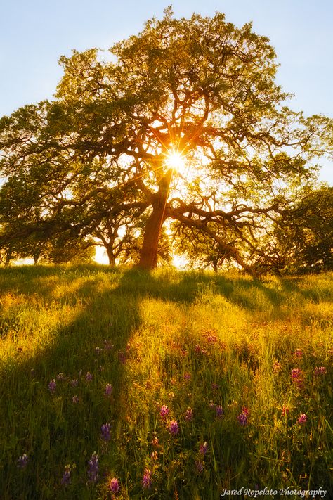 Sun Blanket, Tree In A Field, Candy Cottage, Still Of The Night, Live Oak Trees, Scenery Pictures, Tin Man, Summer Mood, Ancient Tree