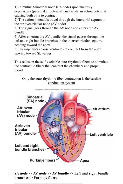 Cardiac conduction system Is the sequence of electrical signals that pass through the heart and ensure cardiac chambers contract in a coordinated manner. Cardiac Conduction System Nursing, Electrical Conduction System Of The Heart, Electrical Conduction Of Heart, Heart Electrical System, Heart Conduction System, Conduction Of The Heart, Electrical System Of The Heart, Conduction System Of The Heart, Cardiac Conduction System