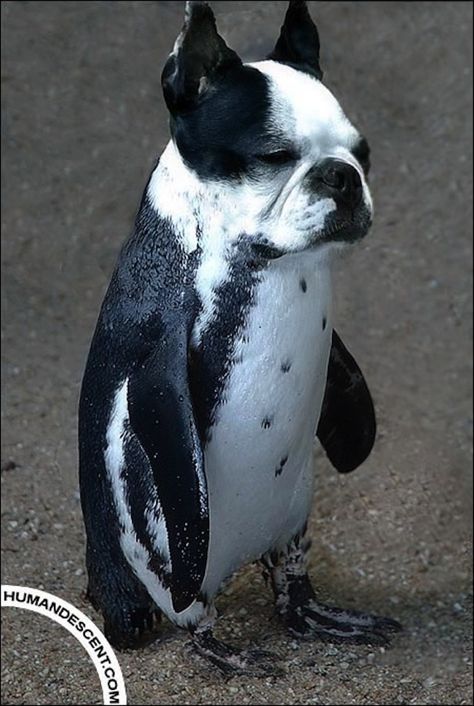 18 Animal Mashups: These cracked me up! Boston Terriers, Animal Mashups, Photoshopped Animals, Bizarre Animals, Boston Terrier Love, Bird Dogs, White Dog, Weird Animals, Funny Cute