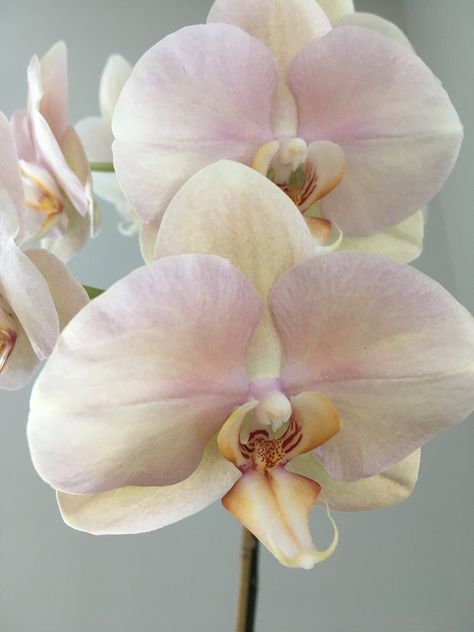 Ox lottery prince phalaenopsis orchid Flower Types, Blue Lion, Phalaenopsis Orchid, Types Of Flowers, Pale Yellow, Ox, Orchids, Beautiful Flowers, Prince