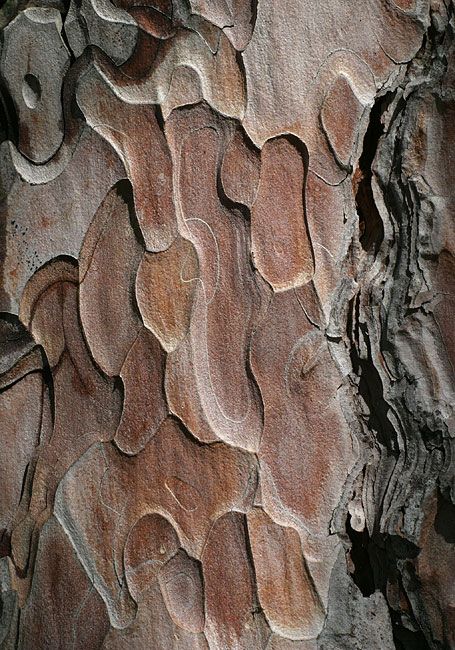 écaille de pin ... Tree Texture, Foto Macro, Tree Bark Texture, Wood Bark, Tree Textures, Texture Inspiration, Photo Texture, Old Tree, Trendy Tree