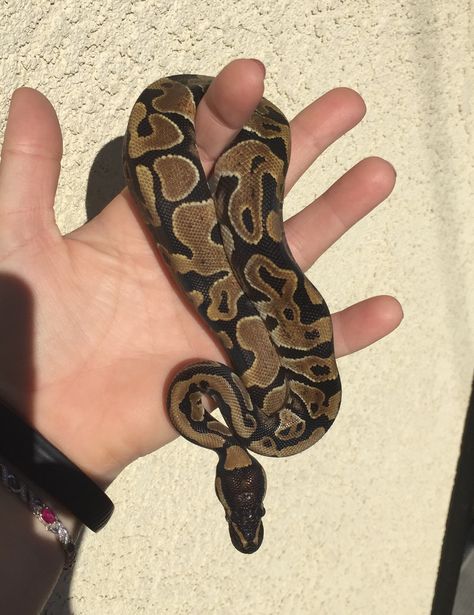 Normal ball python Normal Ball Python, Ball Python Pet, Snake Names, Snake Terrarium, Rare Albino Animals, Cool Snakes, Pretty Snakes, Ball Python Morphs, Ball Pythons