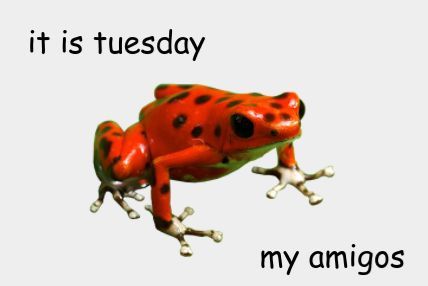 Its Sunday My Dudes Frog, Its Friday My Dudes Frog, Meme Frog, Frog Days Of The Week Meme, Frog Meme, Pinterest Humor, Toad Memes Funny, Frog Pictures, Raccoon Funny