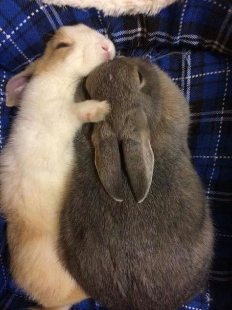 Bunnies Cuddling, Rabbits In Love, Bunnies In Love, Bunny Couple, Two Bunnies, Cute Bunny Pictures, Bunny Pictures, Pet Bunny