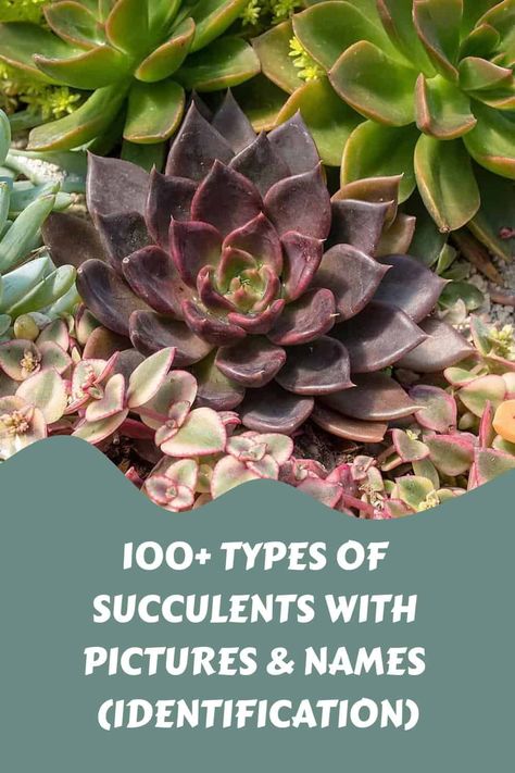 100+ Types of Succulents with Pictures & Names (Identification) Types Of Echeveria Succulents, Succulent Types Of Names Of, Succulent Types Chart, Succulents Names And Pictures, Types Of Succulents With Pictures, Succulents Identification, Succulent Tips, Best Soil For Succulents, Echeveria Types