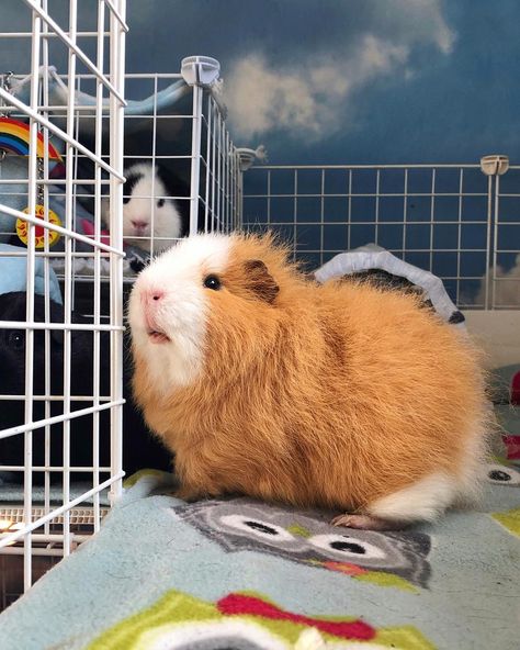 “She’s right behind me, isn’t she?” #guineapiglove #guineapiglover #guineapigsof_ig #guineapigsofig #guineapigposts101 #guineapigstagram… Chinchilla Cute, Pig Family, Goofy Dog, Pet Guinea Pigs, Cute Guinea Pigs, Guinea Pig Cage, Cute Piggies, Pig Lovers, Pretty Animals