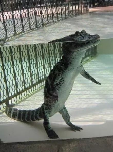 Do Crocs stand in water?  Click for answer. Reptiles And Amphibians, Amphibians, Crocodile Facts, Crocodile Pictures, Baby Alligator, Cute Reptiles, Crocodiles, Funny Animal Memes, 귀여운 동물