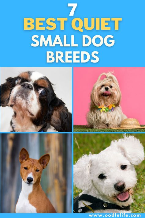 Small dogs have a reputation as noisy and prone to constant barking. If you've ever known a beagle or a small terrier, you'll understand. But are there quiet small dog breeds!? Well, every dog is individual - but some breeds are much quieter than others. Small Dog Breeds Chart, Small Terrier Breeds, Dog Breeds Chart, Best Small Dog Breeds, Types Of Dogs Breeds, Toy Spaniel, Best Small Dogs, Dog Breed Names, Small Terrier