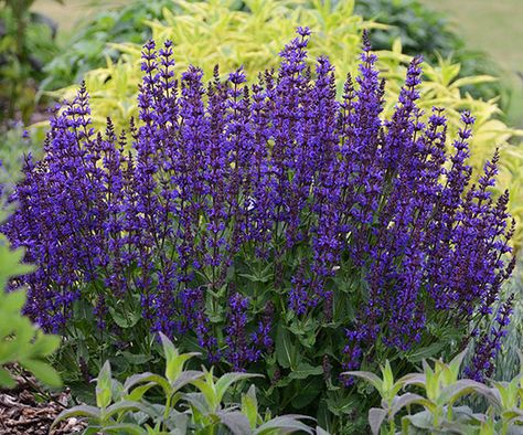 Bursting into bloom in early summer, perennial salvia develops bold spikes of purple, blue, or pink flowers atop pretty gray-green foliage. A sun worshipper, salvia isn't too fussy about soil type and will bloom again if you shear away the flower spikes after they fade. Perennial salvia grows about 18-24 inches tall and attracts hordes of bees and butterflies when in bloom. It pairs beautifully with black-eyed Susan and Coreopsis. Zones 4-9/ Perennial Salvia, Salvia Blue, Rozanne Geranium, Lobelia Cardinalis, Purple Perennials, Sun Worshipper, Meadow Sage, Blue Marvel, Prairie Planting