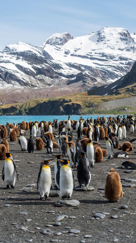 Antartica Wallpaper, Antartica Animals, Antarctica Aesthetic, Antarctica Animals, Arctic Landscape, Wild Animal Wallpaper, Ushuaia, Winter Scenery, Photo Art Gallery