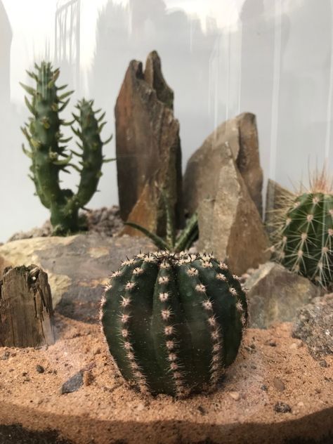 A List of Terrarium Ideas Cactus In Terrarium, Cacti Terrarium Ideas, Cacti Terrarium, Cactus Terrarium Ideas, Desert Terrarium Ideas, Desert Terrarium, Cactus Dish Garden, Bioactive Desert Terrarium, Desert Succulent Terrarium