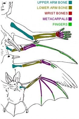 Bat, bird and pterodactyl wing construction Arm Skeleton, Wing Anatomy, Arm Bones, Science Room, Human Bones, Animal Anatomy, Bird Wings, Uk Images, Animal Facts