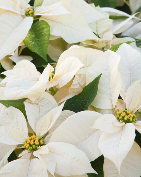 White Poinsettias Christmas Plant, Poinsettia Care, Poinsettia Plant, Golden Rules, Christmas Stars, Christmas Plants, Christmas Star, Perfect Christmas, Poinsettia