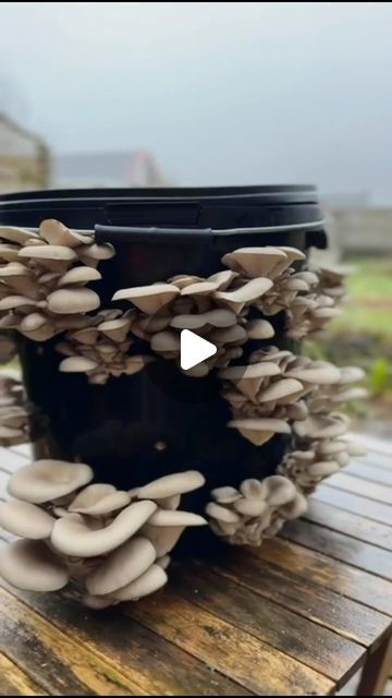 Urban Farm-It on Instagram: "How to grow your own mushrooms! 🍄 @inthecottagegarden talking us through the bucket grow method. 🌱

Growing mushrooms in buckets is an easy way to utilise underused space in your garden, greenhouse, or even in your home! 🍄 It’s also a great way to repurpose materials and grow your own food at the same time. 🪴

#mushrooms #growyourownfood #gardeningtips #growmushrooms #gardeningathome" How To Grow Mushrooms At Home, Mushroom Greenhouse, Grow Mushrooms At Home, How To Grow Mushrooms, Grow Mushrooms, Growing Mushrooms At Home, Mushroom Growing, Urban Farm, Garden Greenhouse