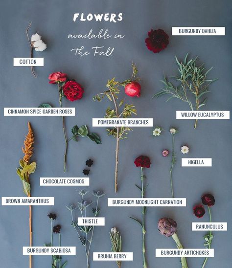 GWS Fall Flower Guide: Cotton, Pomegranate, Garden Roses, Artichokes, Dahlias and more! Lorde, Flower Guide, Fall Flower, Fall Wedding Flowers, Flower Names, Seasonal Flowers, Types Of Flowers, Fall Flowers, Design Floral