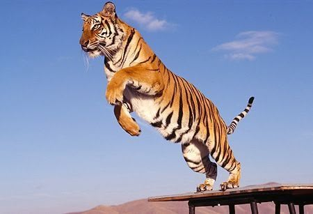 Save The Tiger, Tiger Pictures, Roaring Lion, Cat Reference, Exotic Cats, Types Of Cats, Cute Tigers, Live Animals, Cat Pose