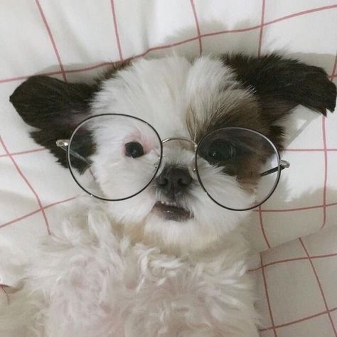 Dogs With Glasses Aesthetic, Cute Dog With Glasses, Dogs Eyes, Aesthetic Glasses, Dog Glasses, Dog With Glasses, Puppies And Kitties, Dog Eyes, Wearing Glasses