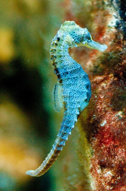 Seahorse | Randall van Gurchom-Colijn | Flickr Deep Sea Creatures, Ocean Aquarium, Fauna Marina, Underwater Animals, Beautiful Sea Creatures, Water Animals, Animale Rare, Underwater Creatures, Underwater Life