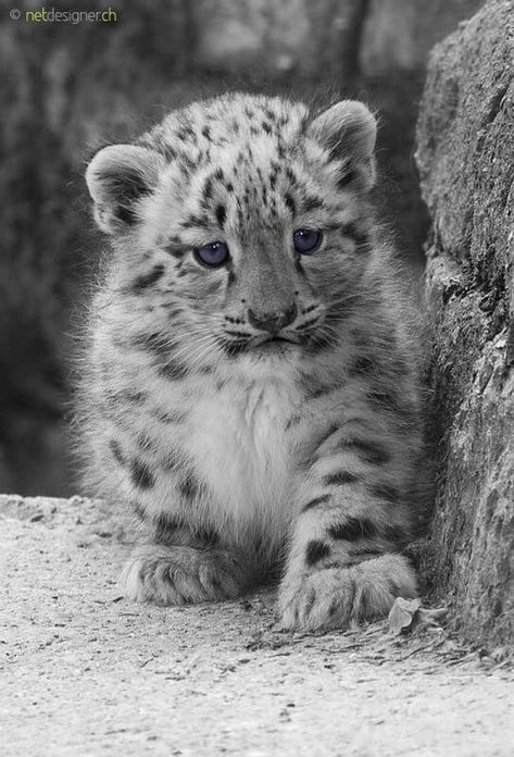 Snow Leopard cub. Hyena, Baby Snow Leopard, Leopard Cub, Baby In Snow, Výtvarné Reference, Pet Clinic, Baby Animals Pictures, Tiger Cub, White Tiger