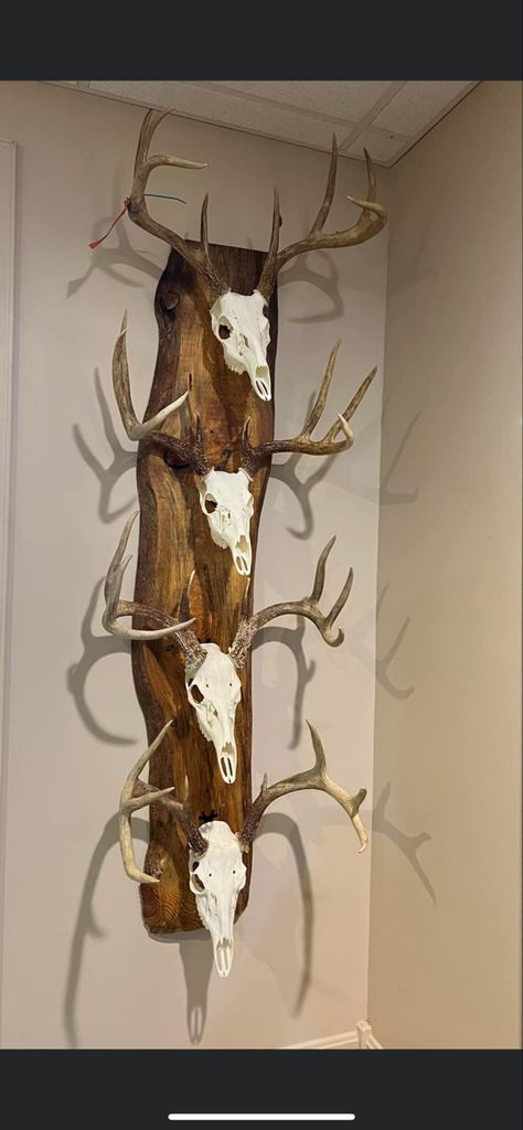 Skull Mounts Ideas Deer, Deer Antler Mantle Decor, Displaying Deer Antlers, Deer Rack Mount Ideas, Deer Skull Display Ideas, Deer Mount Display Ideas, European Skull Mount Ideas Diy, Euro Deer Mount Ideas, Euro Mount Deer Decor