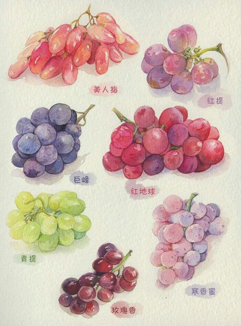 Watercolour Fruits Painting, Watercolor Fruit Paintings, Fruits Watercolor Painting, Drawing Grapes, Grape Watercolor, Grapes Drawing, Grapes Watercolor, Grape Illustration, Grape Drawing