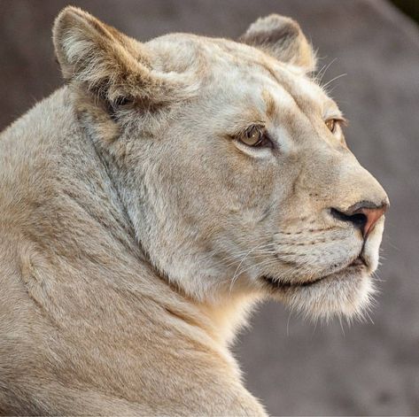 Lucus.L8photos Instagram. White lioness. Superb. Lioness Photography, Lion Running, Lion Anatomy, White Lioness, Lion Images, White Lion, Instagram White, Crocodiles, Book Characters