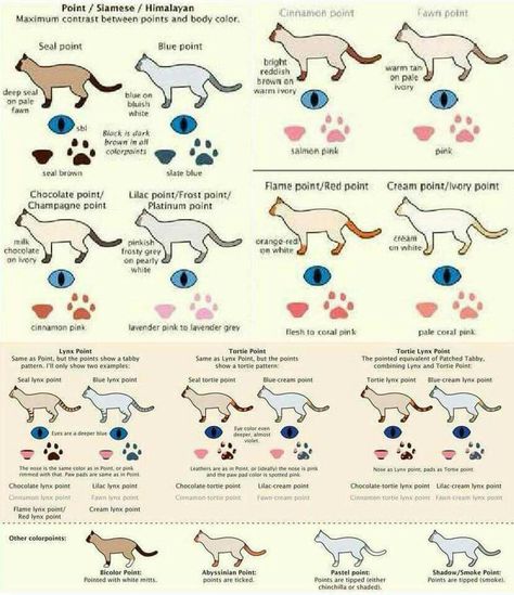 Siamese! Cat Genetics, Ragdoll Cat Breed, Horse Barn Designs, Cat Drawing Tutorial, Cat Anatomy, Warrior Cat Oc, Cat Oc, Cat Reference, Foster Kittens