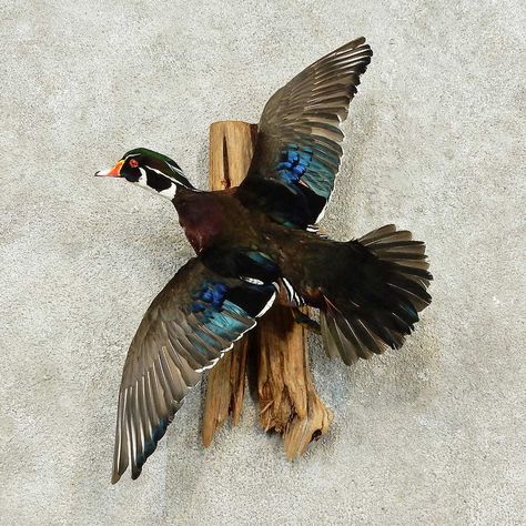 Wood Duck Taxidermy, Duck Taxidermy Decor Living Rooms, Duck Taxidermy Mounts, Duck Mounts In Living Room, Duck Mount Ideas, Duck Mounts Taxidermy, Taxidermy Decor Living Room, Wood Duck Mounts, Taxidermy Duck