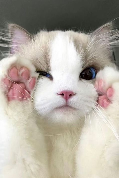 cute cat ragdoll cat breed with his pink paws up on his face Ragdoll Cats, Ragdoll Cat Aesthetic, Ragdoll Cat Breed, Himalayan Cat, Cute Small Animals, Ragdoll Kitten, Gorgeous Cats, Cat Facts, Cat Aesthetic