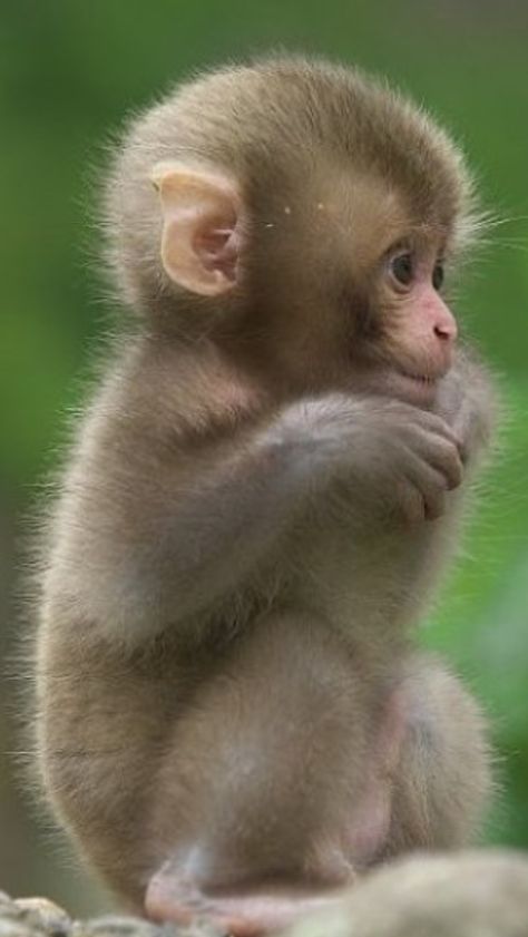 Pretty Monkey, Animals Monkey, Cute Animals Monkey, Monkey Breeds, Puppy Monkey Baby, Monkeys Aesthetic Animal, Cute Monkey Pictures, Cute Baby Monkey, Spider Monkey