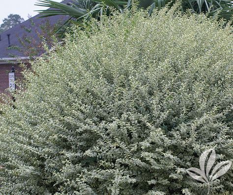 PRIVET variegated - Covingtons Variegated Privet, Stock List, Shade Shrubs, Leaf Border, Garden Makeover, Creamy White, Hedges, Outdoor Garden, 15 Minutes