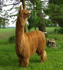 North American Suri Company to buy alpaca wool Alpaca Drawing, Alpaca My Bags, Alpaca Farm, Suri Alpaca, Llama Alpaca, Mini Horse, Cute Posts, Kittens And Puppies, Alpaca Yarn