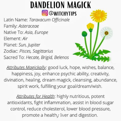 Dandelion Meaning Witchcraft, Dandelion Properties, Dandelion Spiritual Meaning, Burning Dandelion, Dandelion Magic, Dandelion Meaning, Book Of Shadows Inspiration, Dandelion Leaf, Dandelion Leaves