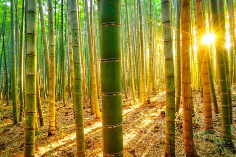 Giant Bamboo, Bamboo Species, Bamboo Seeds, Growing Bamboo, Desert Dunes, Chinese Bamboo, Bamboo Furniture, Deco Boheme, Bamboo Forest