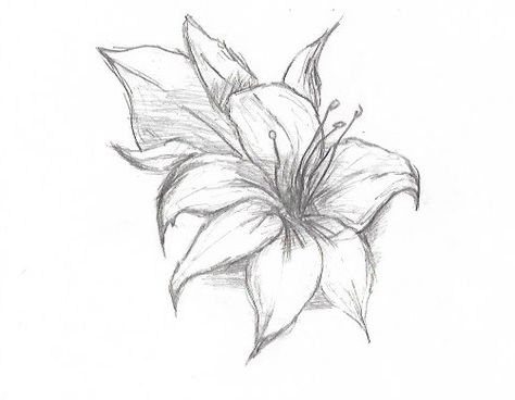 lily flower sketch simple and easy Lily Flower Sketch, Flower Sketch Drawing, Lily Sketch, Sketch Simple, Flower Hawaii, Lilies Drawing, Arts Project, Flower Simple, Rain Lily