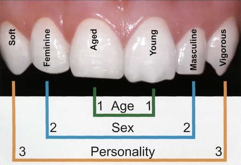 Teeth Shaping, Dental Assistant School, Dental Assistant Study, Dental Hygiene Student, Dental Assisting, Dental World, Dental Hygiene School, Dental Anatomy, Tooth Whitening