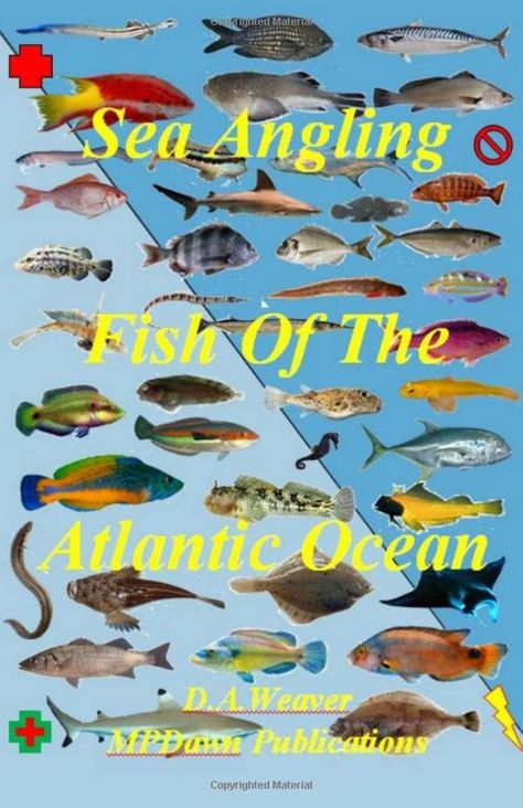 Sea Angling, Ocean Fish, Ocean Fishing, Fishing Tips, The Atlantic, Catamaran, Atlantic Ocean, Fishing, Fish