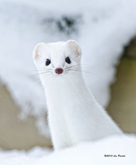 White Ferret, Magical Nature, Cute Ferrets, Albino Animals, Nature Tour, Animal Species, Animal Photo, Nature Animals, Ferret